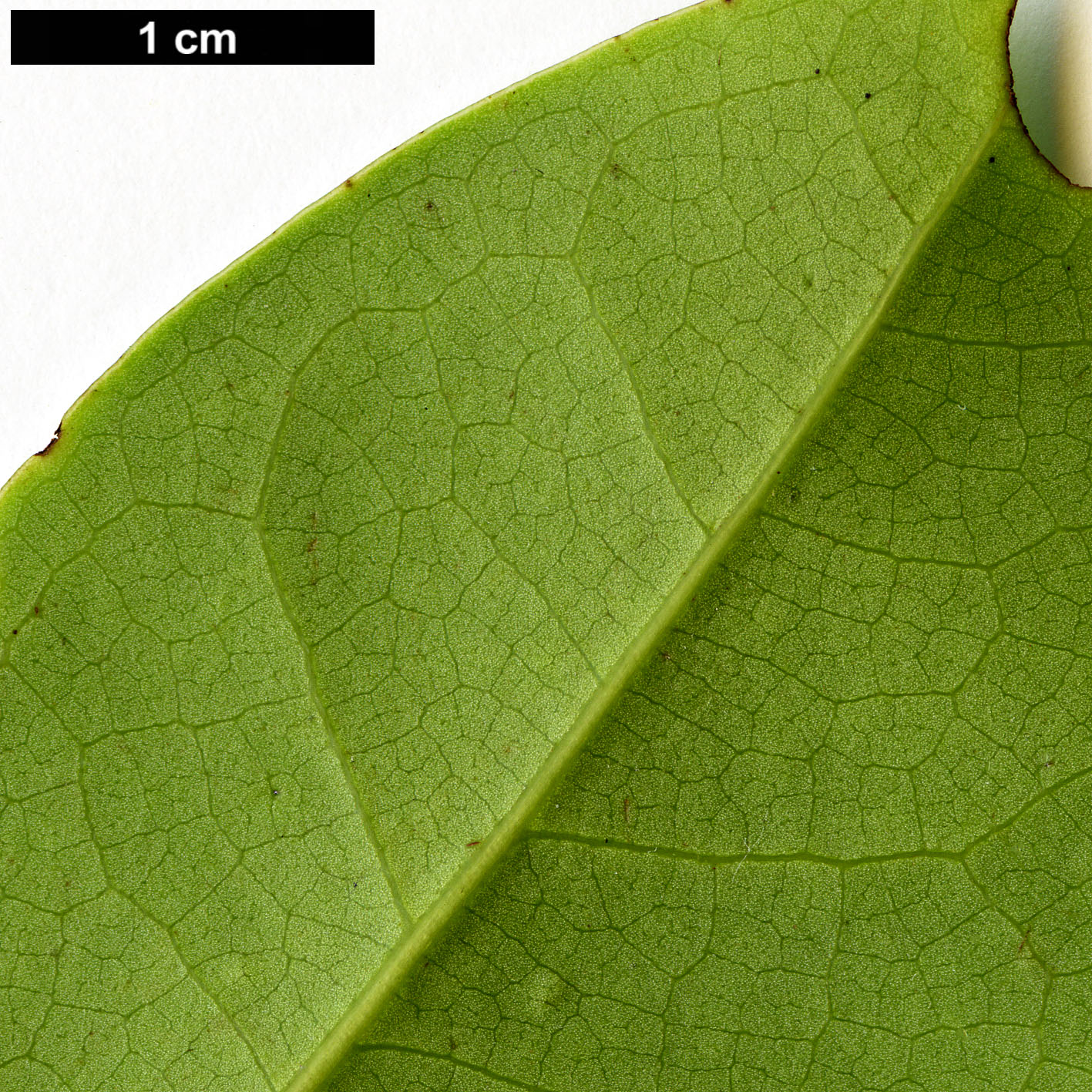 High resolution image: Family: Lauraceae - Genus: Ocotea - Taxon: foetens